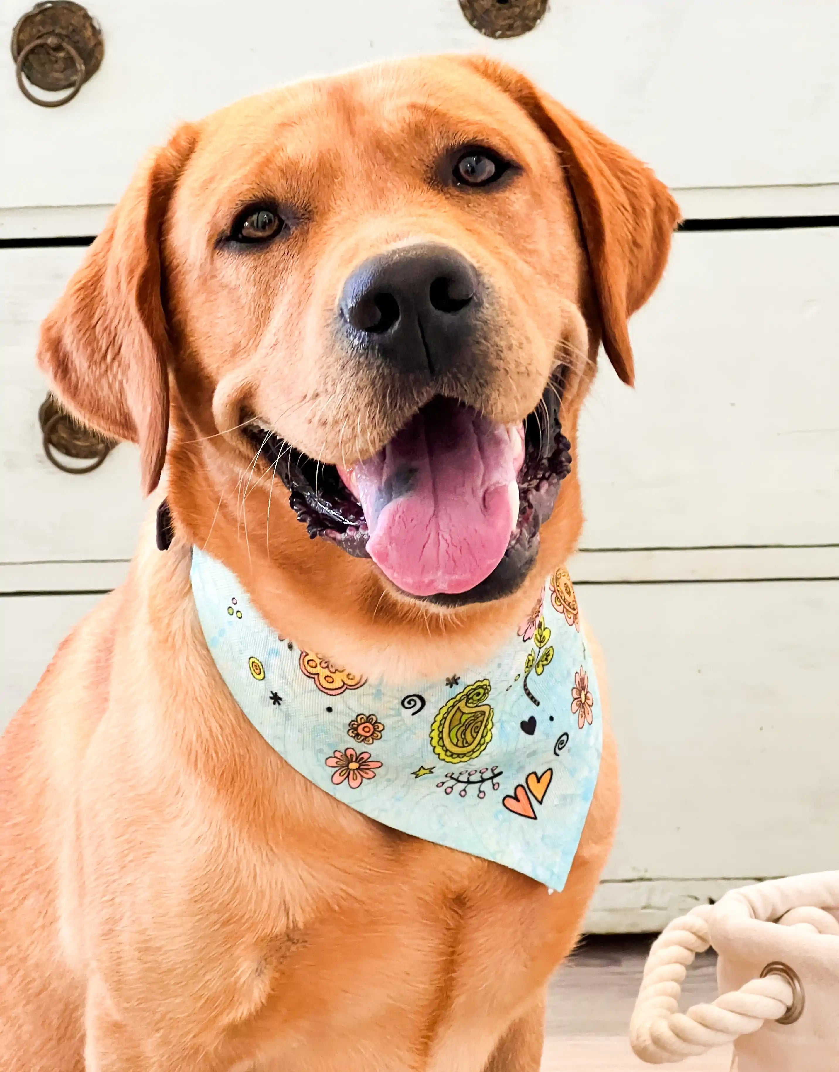 Hundehalstuch "Biene"-RollinArt