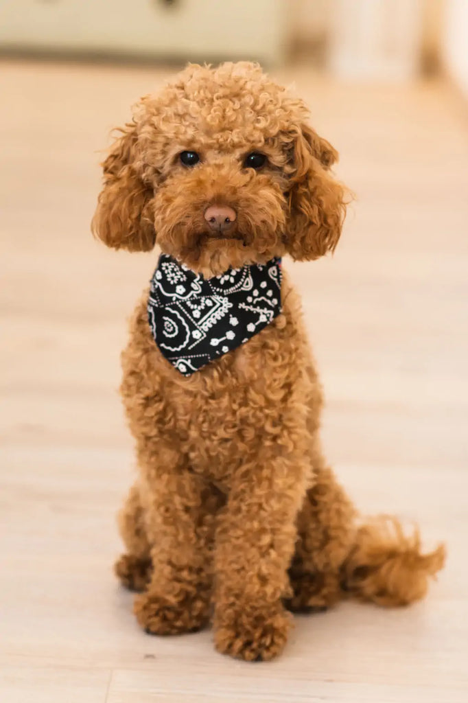Bild von Teammitglied Lupino (Saskias Hund)